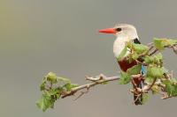 Halcyon leucocephala