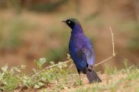 Lamprotornis purpuroptera