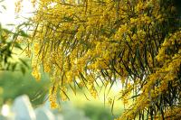 Malta flora 