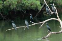 Phalacrocorax fuscicollis