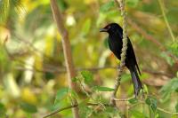 Dicrurus bracteatus