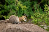 Klipspringer