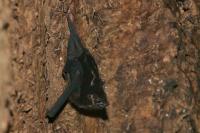 Greater sac-winged bat