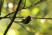 Siberian Chipmunk