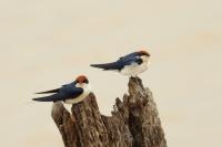 Hirundo smithii