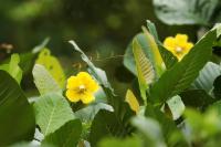 Sri Lanka - Flowers