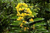 Sri Lanka - Flowers