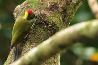 Picus chlorolophus