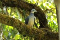 Columba pulchricollis