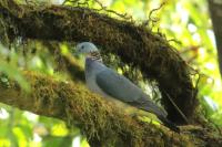 Columba pulchricollis