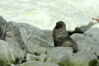 Antarctic fur seal