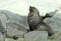 Antarctic fur seal