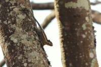 Siberian Chipmunk