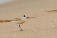 Charadrius marginatus