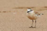 Charadrius marginatus