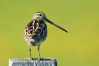 Iceland - fauna