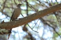 Lamprotornis unicolor