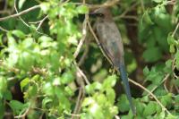 Lamprotornis unicolor