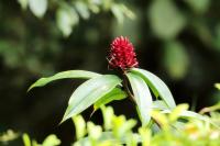 Sri Lanka - Flowers