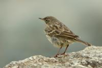 Anthus petrosus