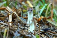 Stoat