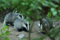 European badger