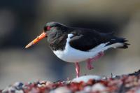 Iceland - fauna