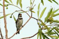 Sporophila caerulescens