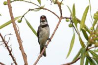 Sporophila caerulescens