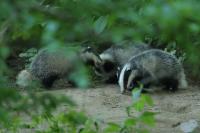 European badger