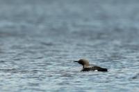 Gavia arctica