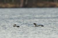 Gavia arctica