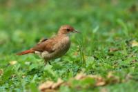 Argentina fauna