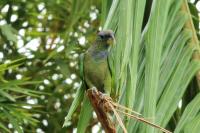 Pionus maximiliani