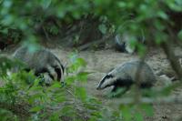 European badger