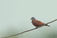 Streptopelia tranquebarica