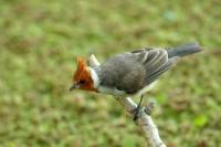 Paroaria coronata