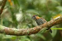 Argentina fauna