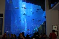 Dubai aquarium