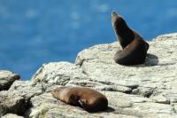 New Zealand sea lion