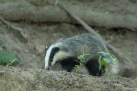 European badger