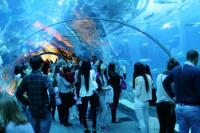 Dubai aquarium