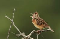 Cisticola lais