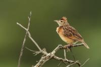 Cisticola lais