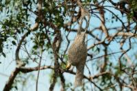 Ploceus philippinus