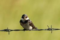 Hirundo albigularis