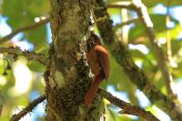 Margarornis rubiginosus