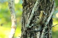 Siberian Chipmunk