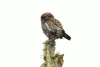 Glaucidium nana