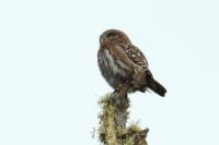 Glaucidium nana